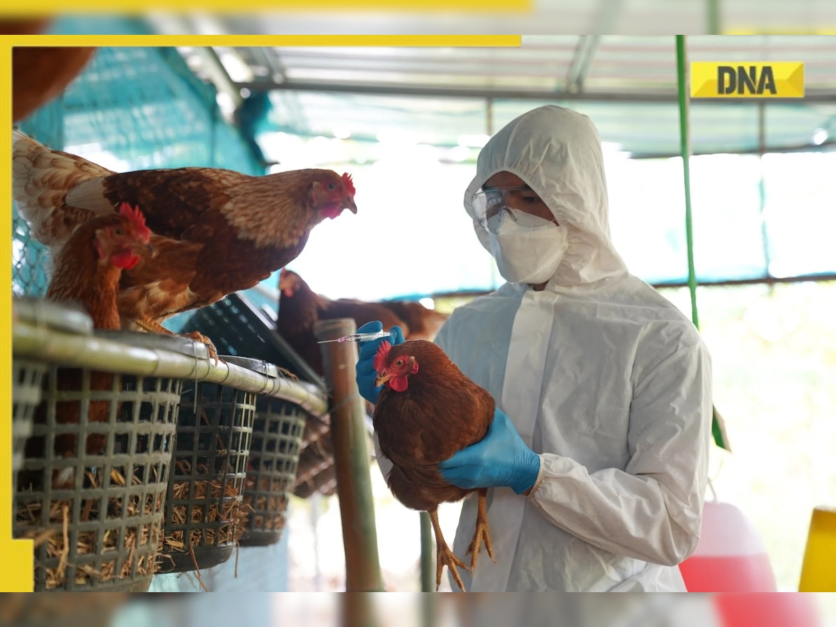 WHO confirms second human case of bird flu in India; Here’s all you need to know about the strain