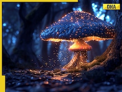 Rare night-glowing mushroom discovered in Kerala's forests, details here