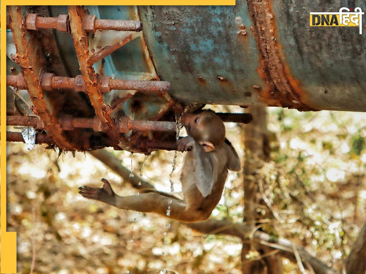 Heatwave Alert: बिहार में हीटवेव से 22 की मौत, दिल्ली से पहाड़ों तक लू ने निकाला दम, जानें कब आ रहा मानसून