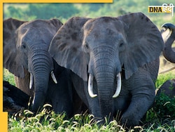 जंगली हाथी के साथ दो हथिनियां फरार, 4 दिन की तलाश के बाद ऐसे मिली कामयाबी