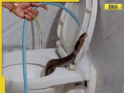 Viral video: Cobra found inside toilet commode, internet is shocked