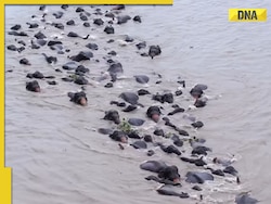 Viral video: Majestic elephant herd crosses Brahmaputra river, watch