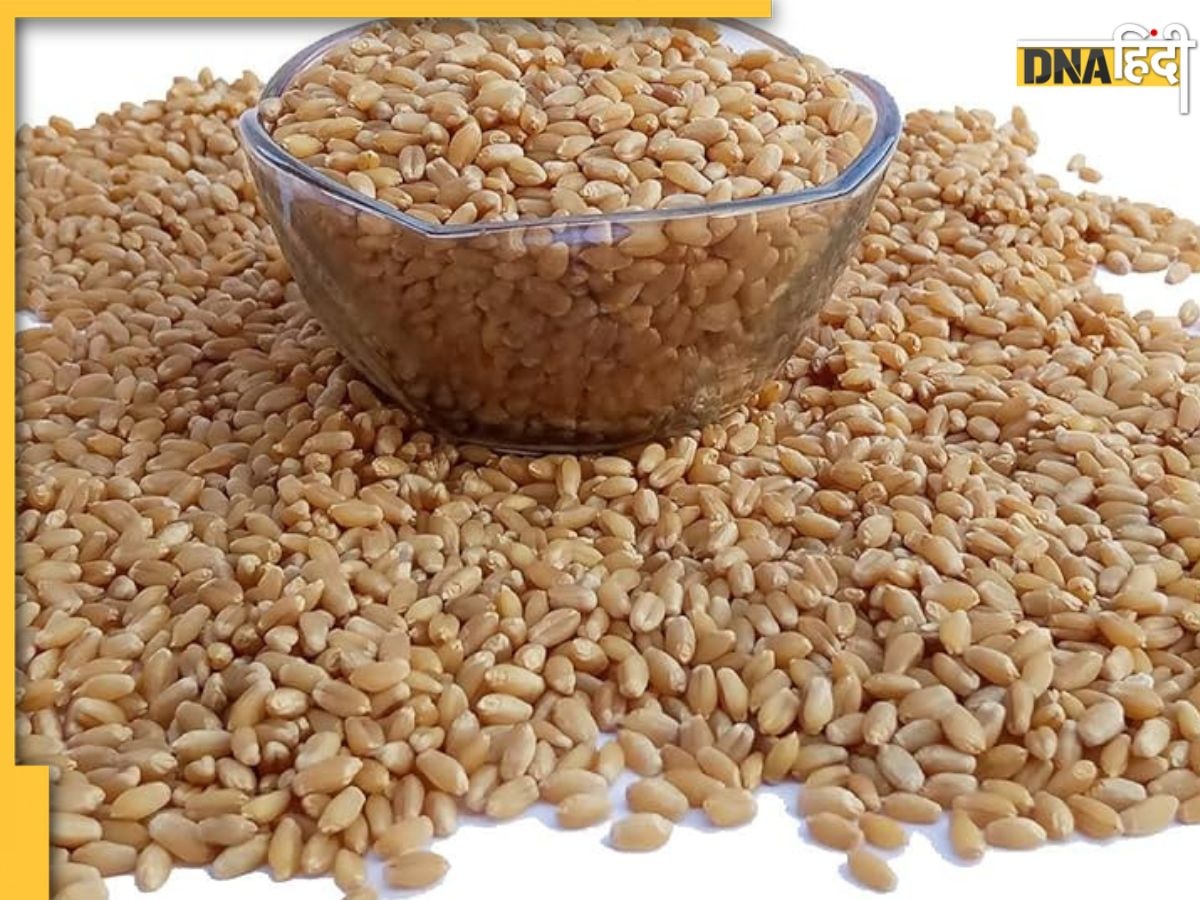 Soaked Wheat Benefits: रोज सुबह भिगोया हुआ गेह��ूं खाने से कंट्रोल होगी शुगर और कम होगा वेट, और भी मिलेंगे फायदे