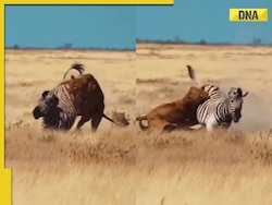 'Savage kicks': Zebra outsmarts lions in a fierce battle of life and death, watch