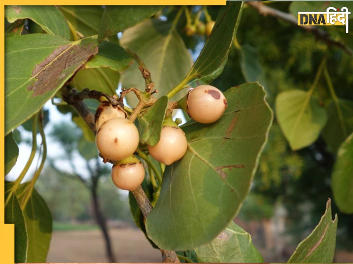 Lasoda Fruit Benefits: जोड़ों के दर्��द से लेकर अल्सर तक में फायदेमंद है ये जंगली रसगुल्ला, जानिए इसके और भी फायदे