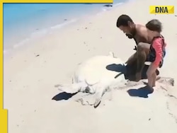 Viral video: Good samaritans rescue stranded turtle on remote beach, internet hearts it