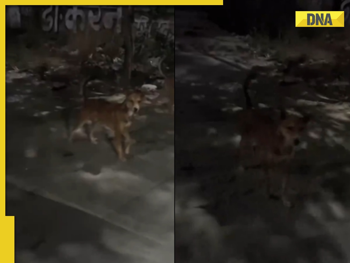 Viral video: Scooter riders escape dog chase by claiming to be 'locals', watch