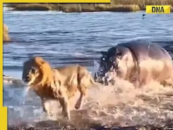 Who's the king? Hippo confronts three lions in viral video, watch
