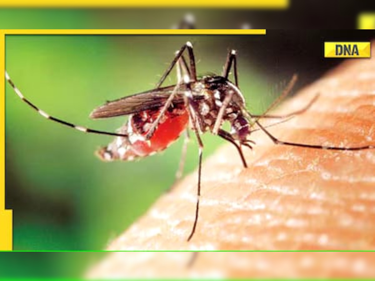 Karnataka on High Alert! 159 cases of dengue in 24 hours, 6 deaths, over 7000 cases this year; Bengaluru worst...