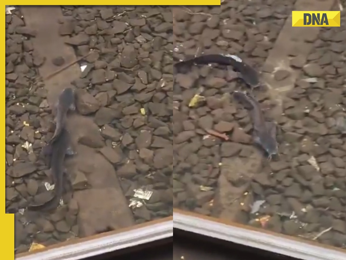 Flooded railway tracks in Mumbai host unexpected visitors: Catfish spotted swimming after heavy rainfall, watch
