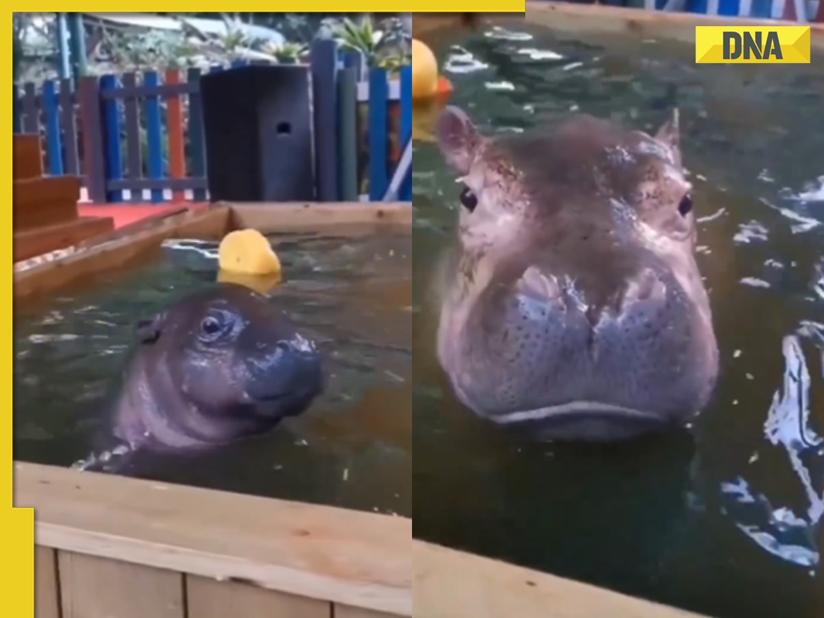 Viral video: Baby hippo enjoying bath will splash a smile on your face, watch