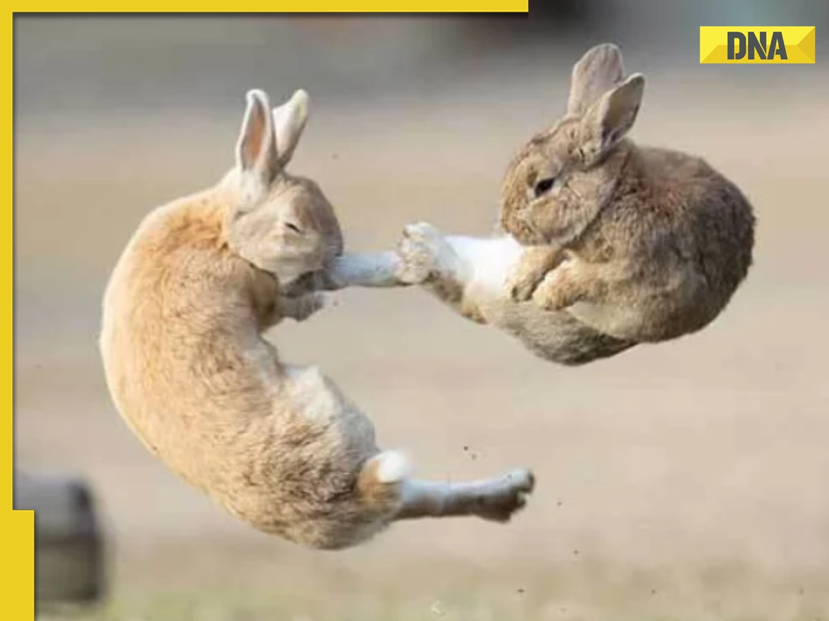 Watch: Rabbits brawl like cartoon characters in viral video, internet loves it