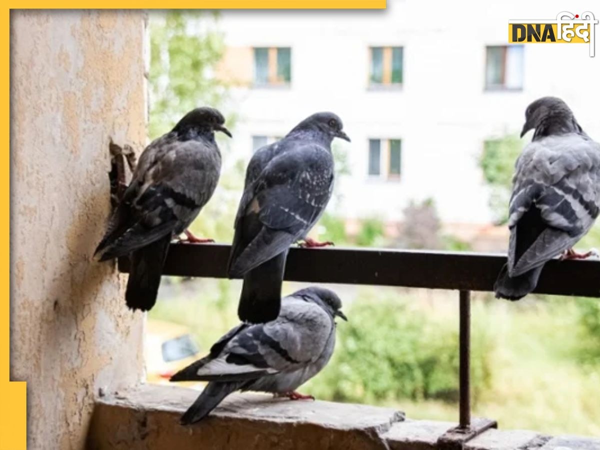 आपके घर में भी है कबूतरों का घोंसला तो हो जाएं सावधान, लंग्स इं�फेक्शन के साथ जा सकती है जान