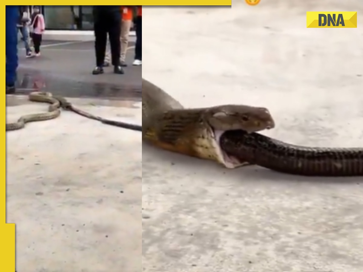 Viral video: Massive cobra pulls out entire snake from its mouth, watch