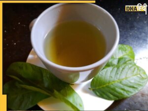 Cholesterol Home Remedy: बेहद असरदार हैं इस पेड़ की पत्तियां, कोलेस्ट्रॉल से लेकर यूरिक एसिड तक को पल भर में कर देंगी कम