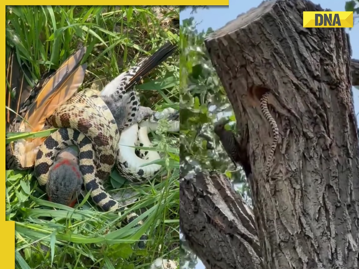 Brave bird faces off against snake in viral video, watch who wins