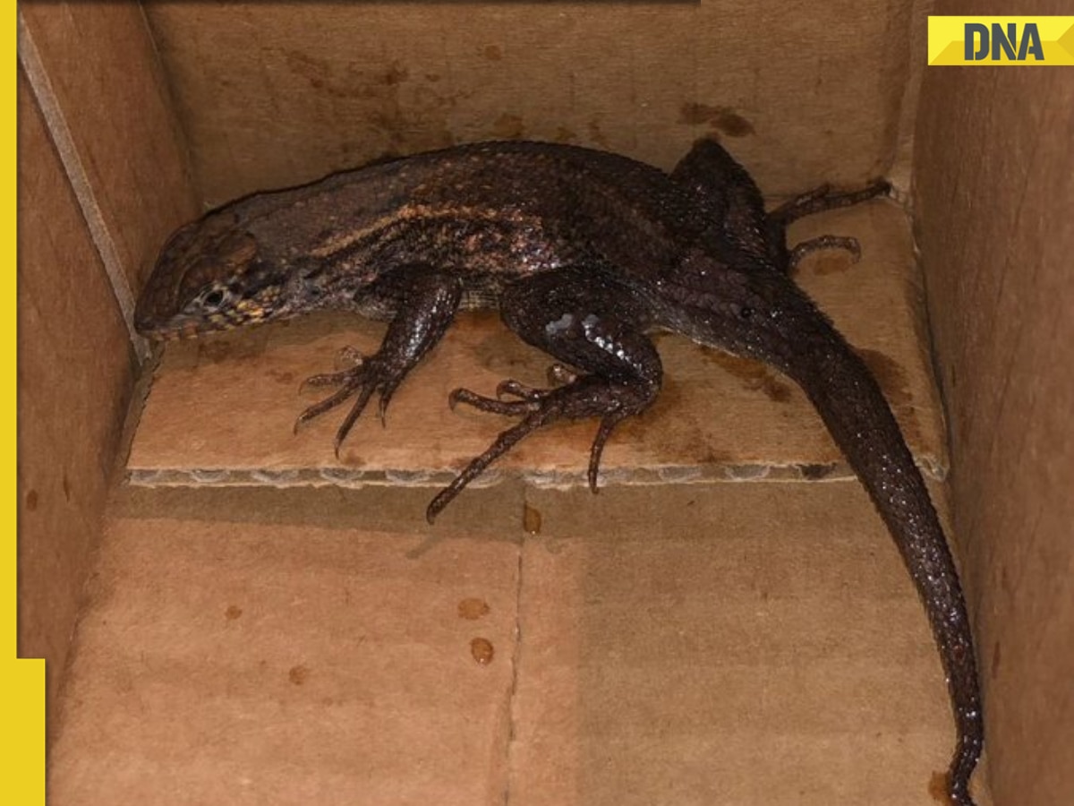 Woman shocked to find giant lizard in Amazon package instead of air fryer, details inside