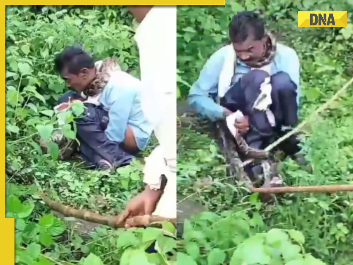 Viral video: 15-foot python attacks and nearly swallows Jabalpur man, here's how locals save him, watch