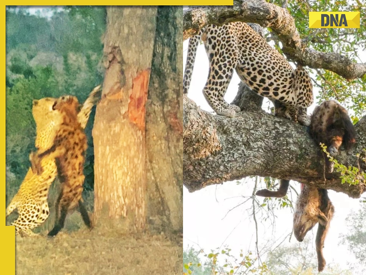 Viral video: Leopard eats hyena's stomach to lighten load for tree drag, watch