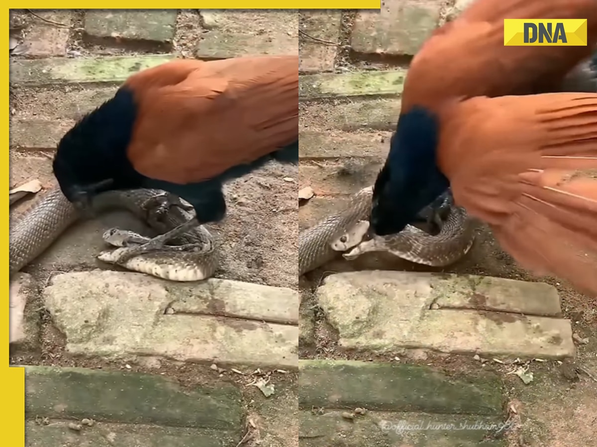 Fearless crow takes on deadly king cobra in viral video, watch who wins