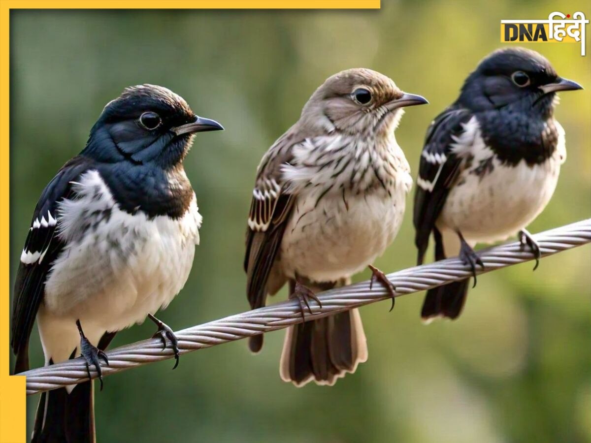 Separation in Birds: पक्षियों में क्यों बढ़ रहा अलगाव और दूसरे साथी के प्रति लगाव, वजह जान कर हैरान रह जाएंगे