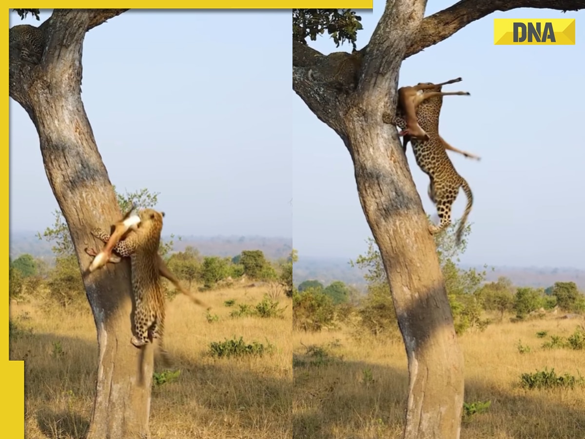 Viral video: Leopard effortlessly climbs tree with massive prey in its mouth, watch