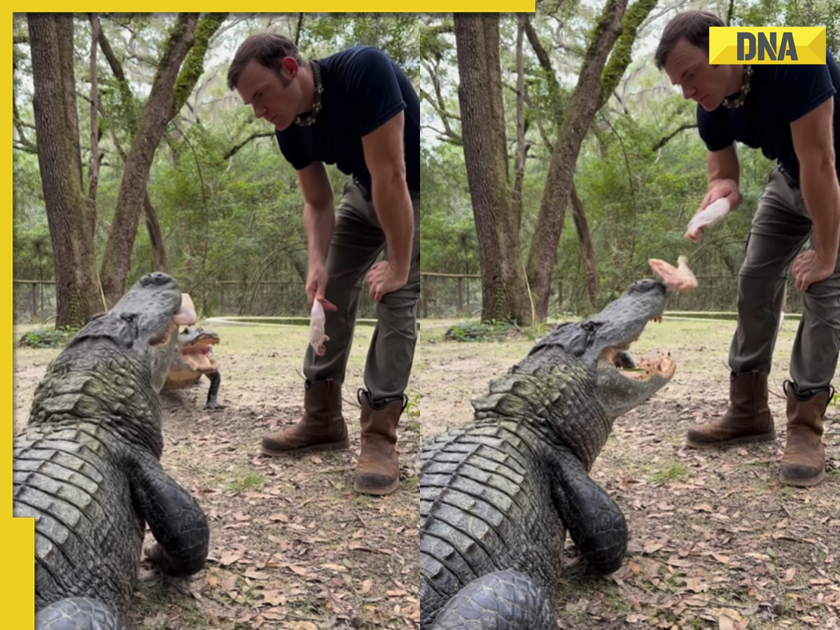 Man feeds giant crocodile with bare hands in terrifying viral video, internet is scared