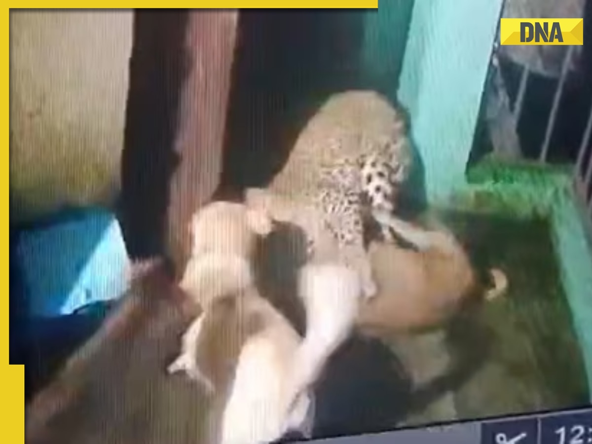 Watch: Brave dogs defend home, chase away leopard in Nainital; CCTV footage goes viral