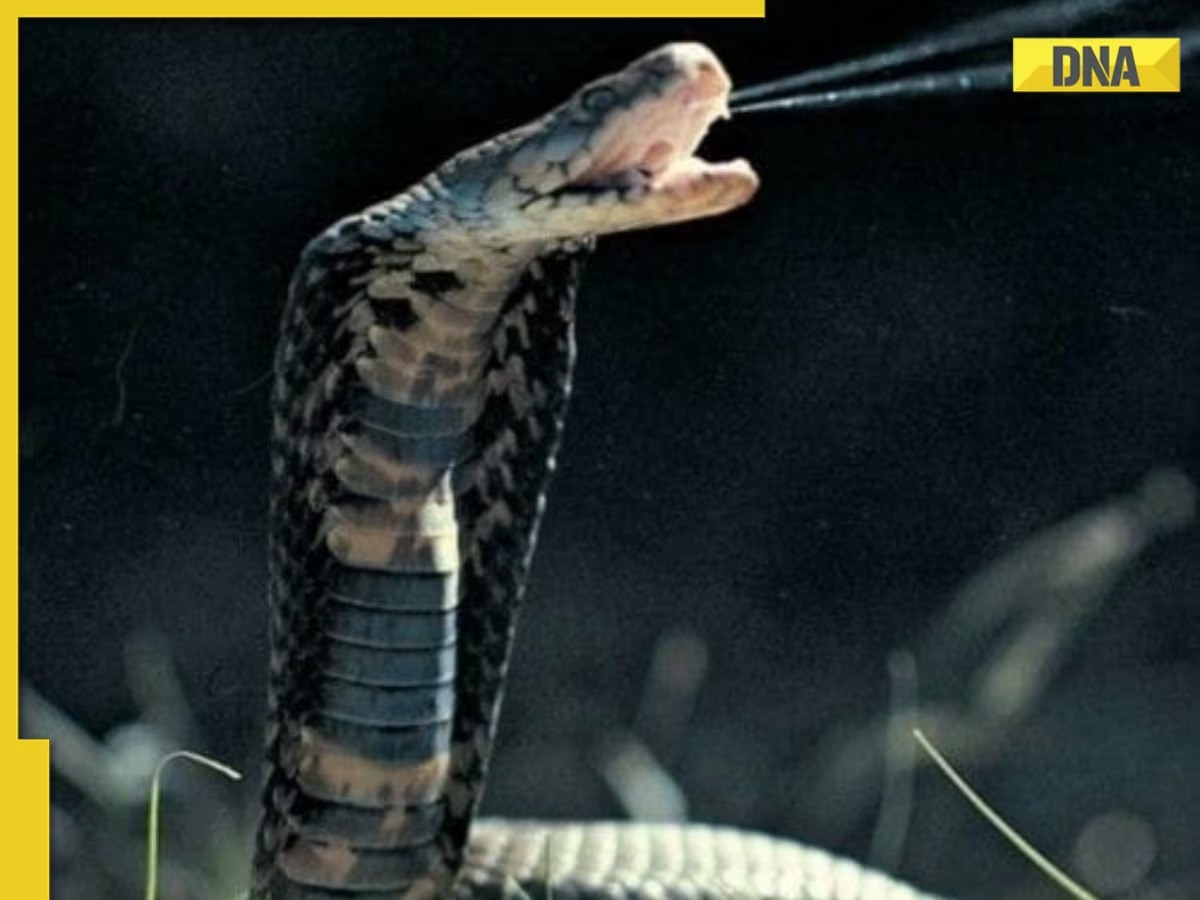 Bizarre: King Cobra dies after biting snake catcher, know what happened