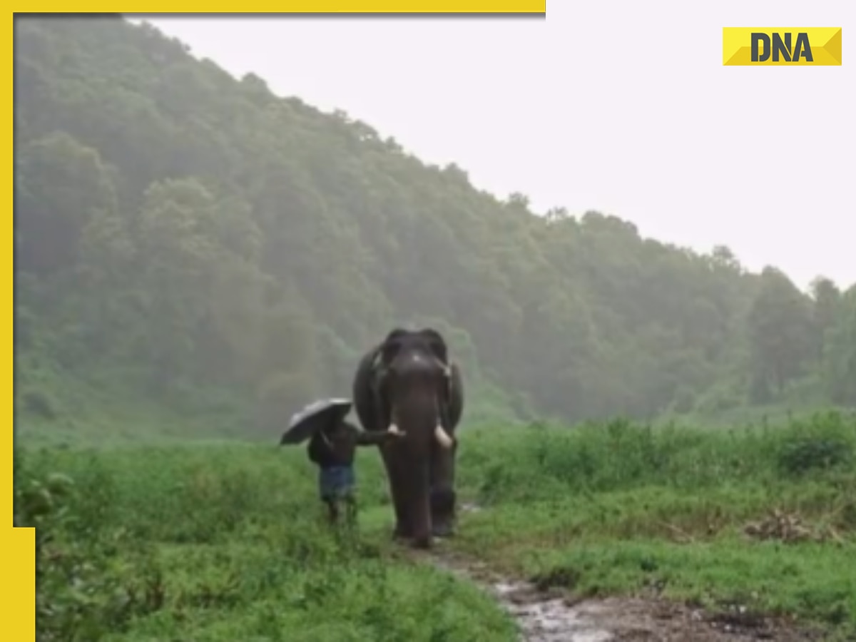 Heartwarming moments: Elephant and mahout share magical walk in rain, viral video melts hearts