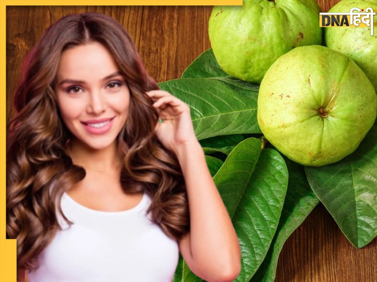 Hair Fall को रोक बालों की ग्रोथ को तेज करेंगे अमरूद के पत्ते, ऐसे करें इस्तेमाल
