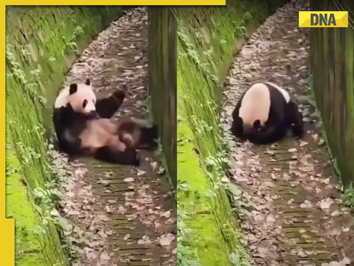 Panda rolls down a moat in viral video, internet can't stop gushing