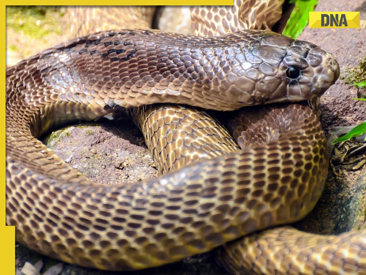 Where was the world's first cobra snake born? You'll be amazed to find out