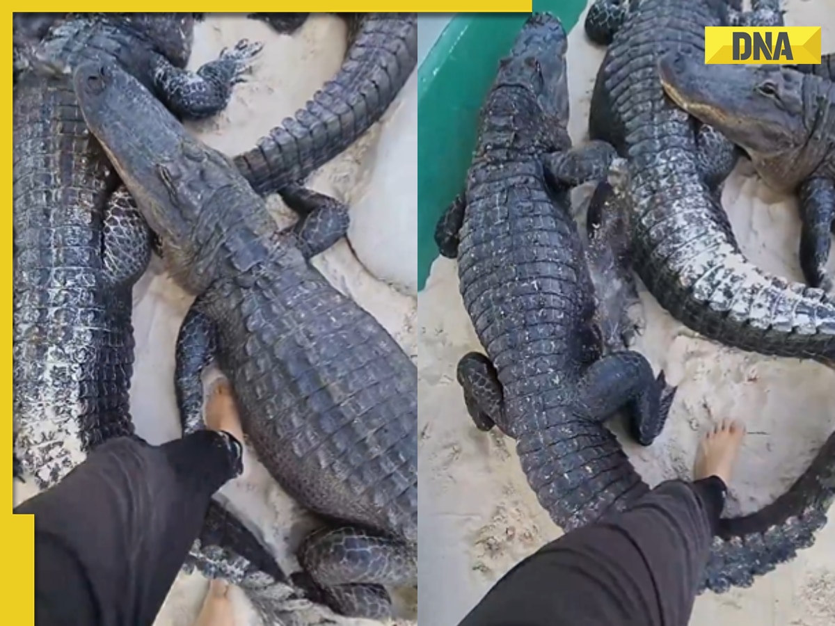 Viral video: Daredevil man walks barefoot among massive crocodiles, watch