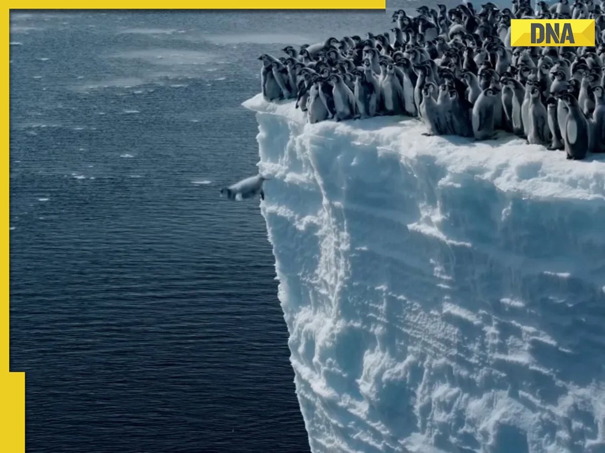 Watch: Baby penguins wow with Olympic-level diving skills, National Geographic declares them ‘medal winners’