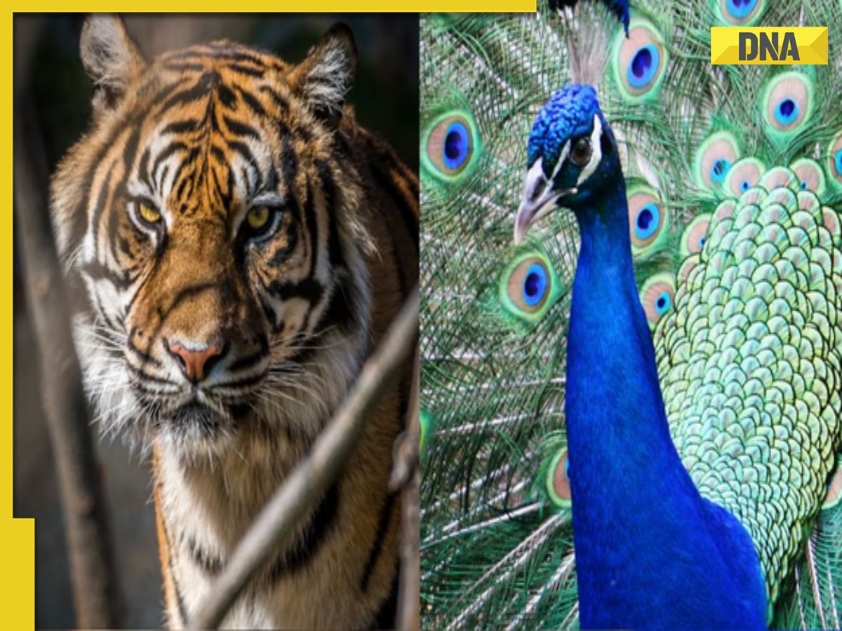 Peacock comes face to face with tigress, what happened next