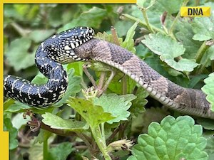 This is why snakes eat each other