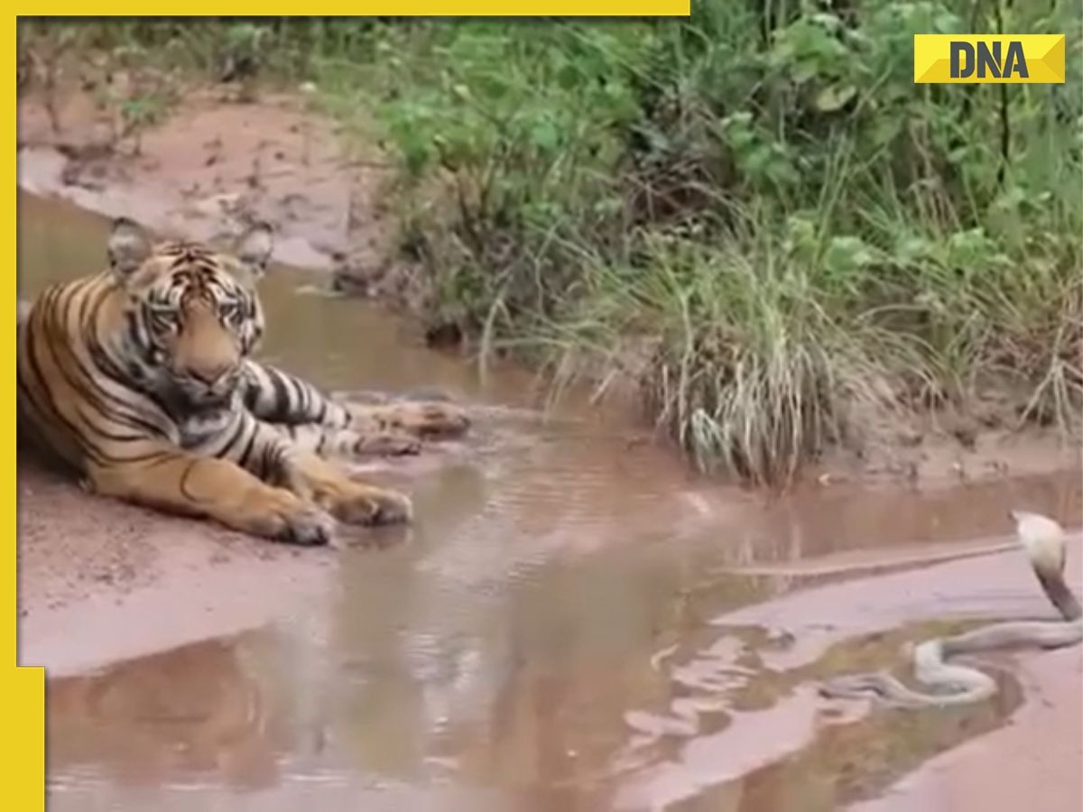 Viral Video: Tiger and cobra came face to face and then...; watch here