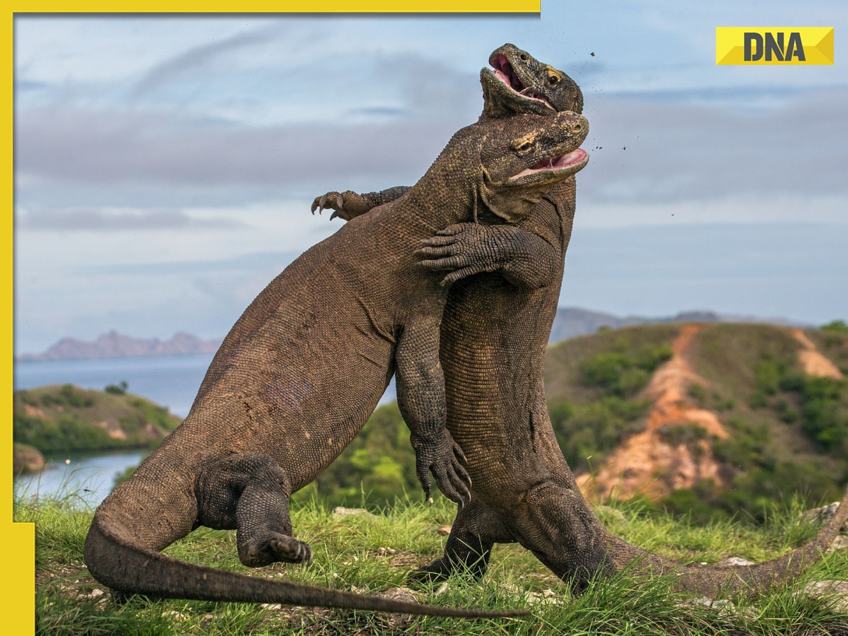 Viral video: Komodo dragons’ terrifying battle sends shivers down spines, watch