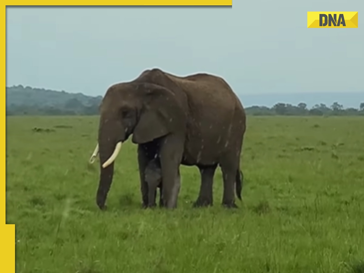 Viral video: Baby elephant finds cozy shelter under mom's umbrella body amid rain, watch