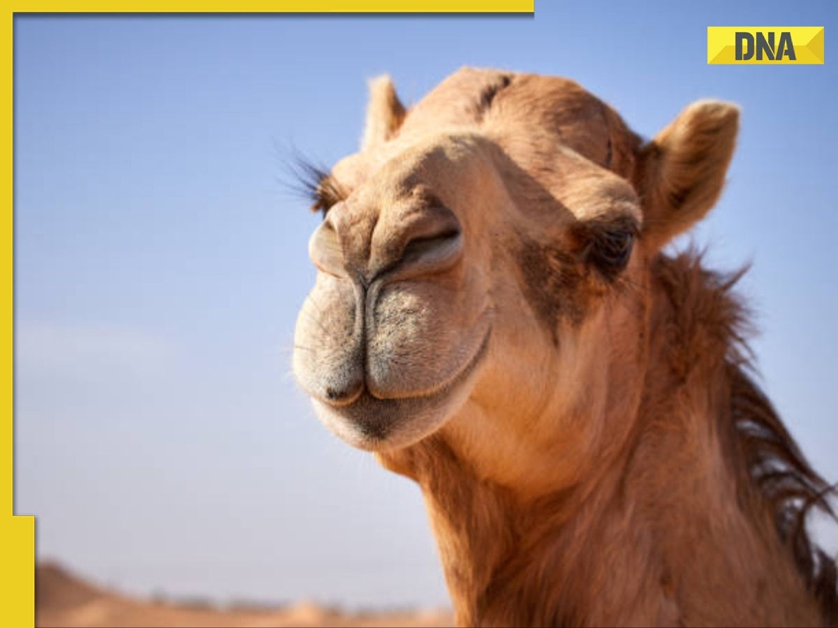 Why are camels given snakes to eat? Reason will leave you shocked