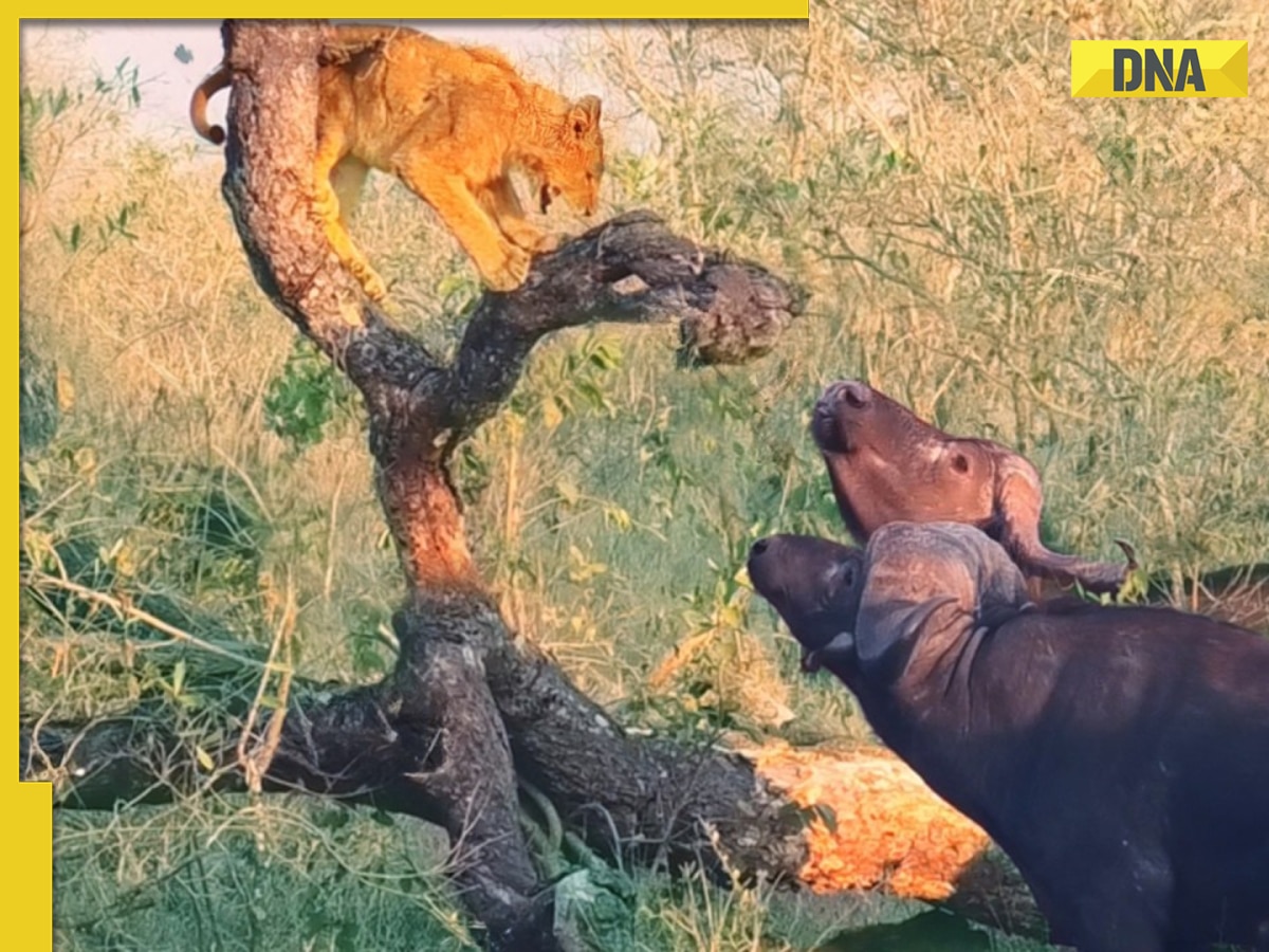 Viral video: Lion cub climbs tree to escape 1,000 buffaloes, watch how it ends