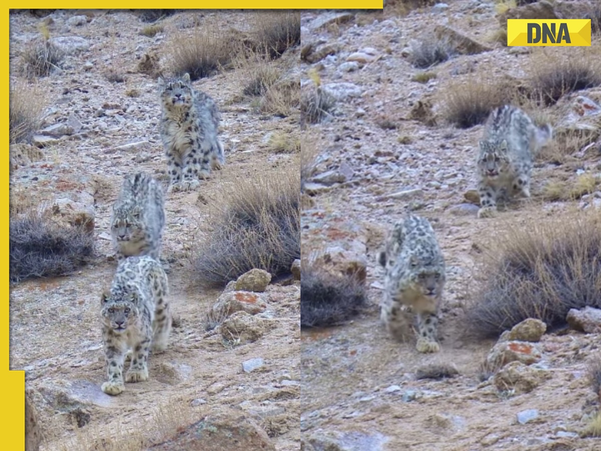 Snow leopardess leads her cubs on fresh hunt in stunning viral video, watch