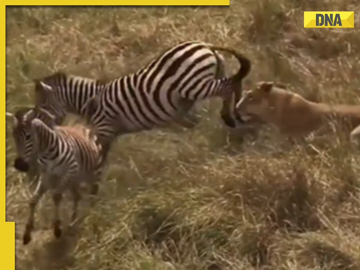 Mother zebra kicks lion to save her foal in viral video, watch