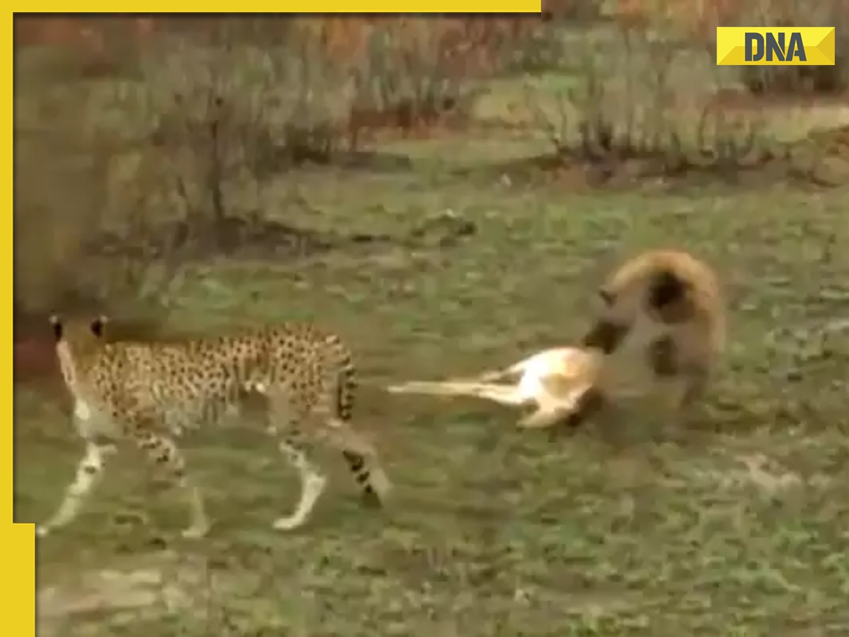 Viral video: ‘Dead’ deer pulls off incredible escape from cheetah and hyena, watch