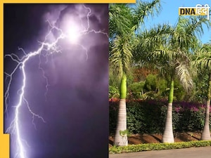 ओडिशा में आकाशीय बिजली गिरने से 9 की मौत, अब उपाय के तौर पर वन विभाग लगाएगा ये 'खास' पेड़