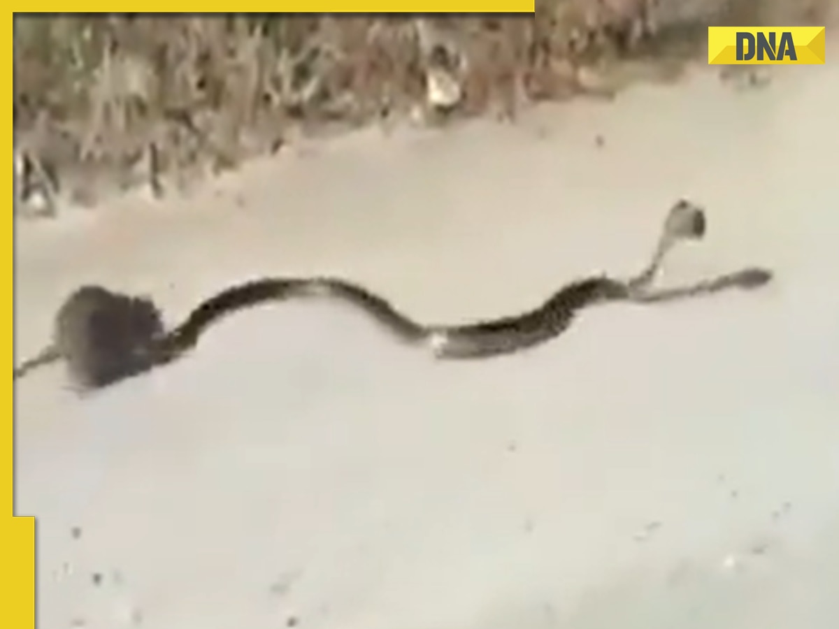 Heroic mother rat fights off snake to save her baby in viral video, watch