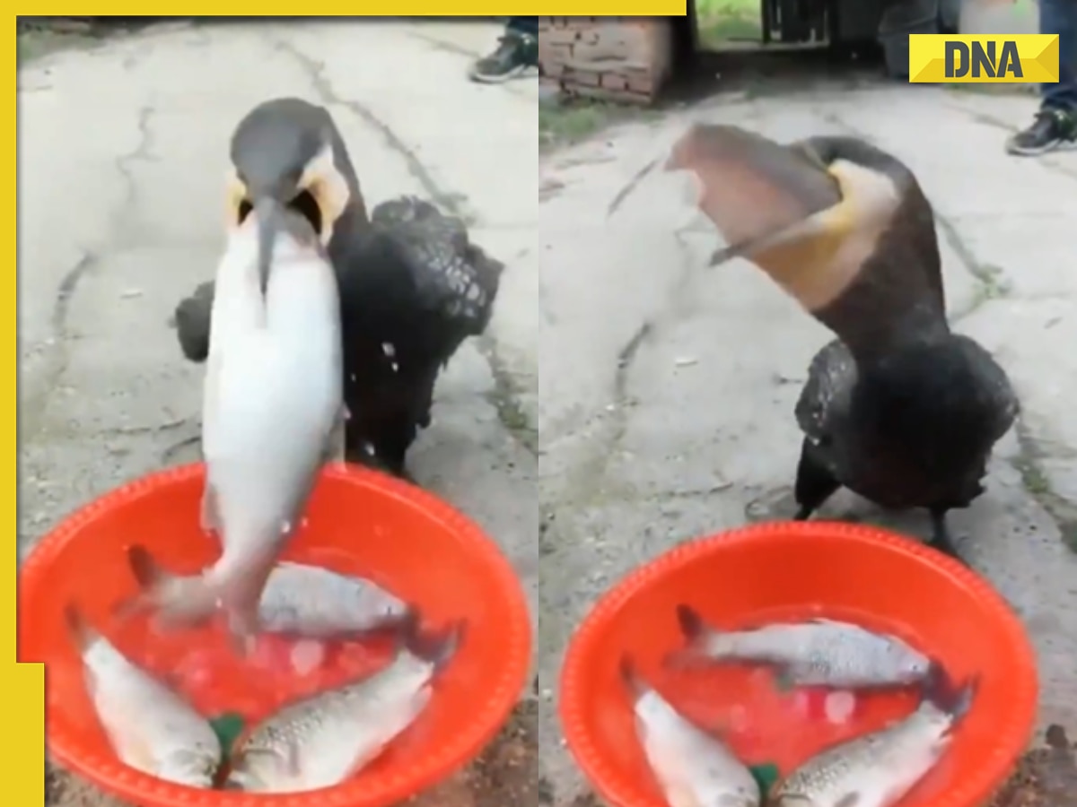 Viral video: Bird swallows four fish in under 15 seconds, internet is stunned