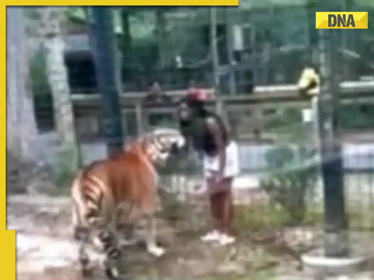 Viral video: Woman leaps into tiger enclosure at zoo, escapes near-bite