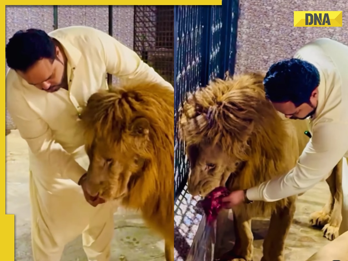 Viral video: Pakistani man feeds lion bare-handed, internet erupts in outrage